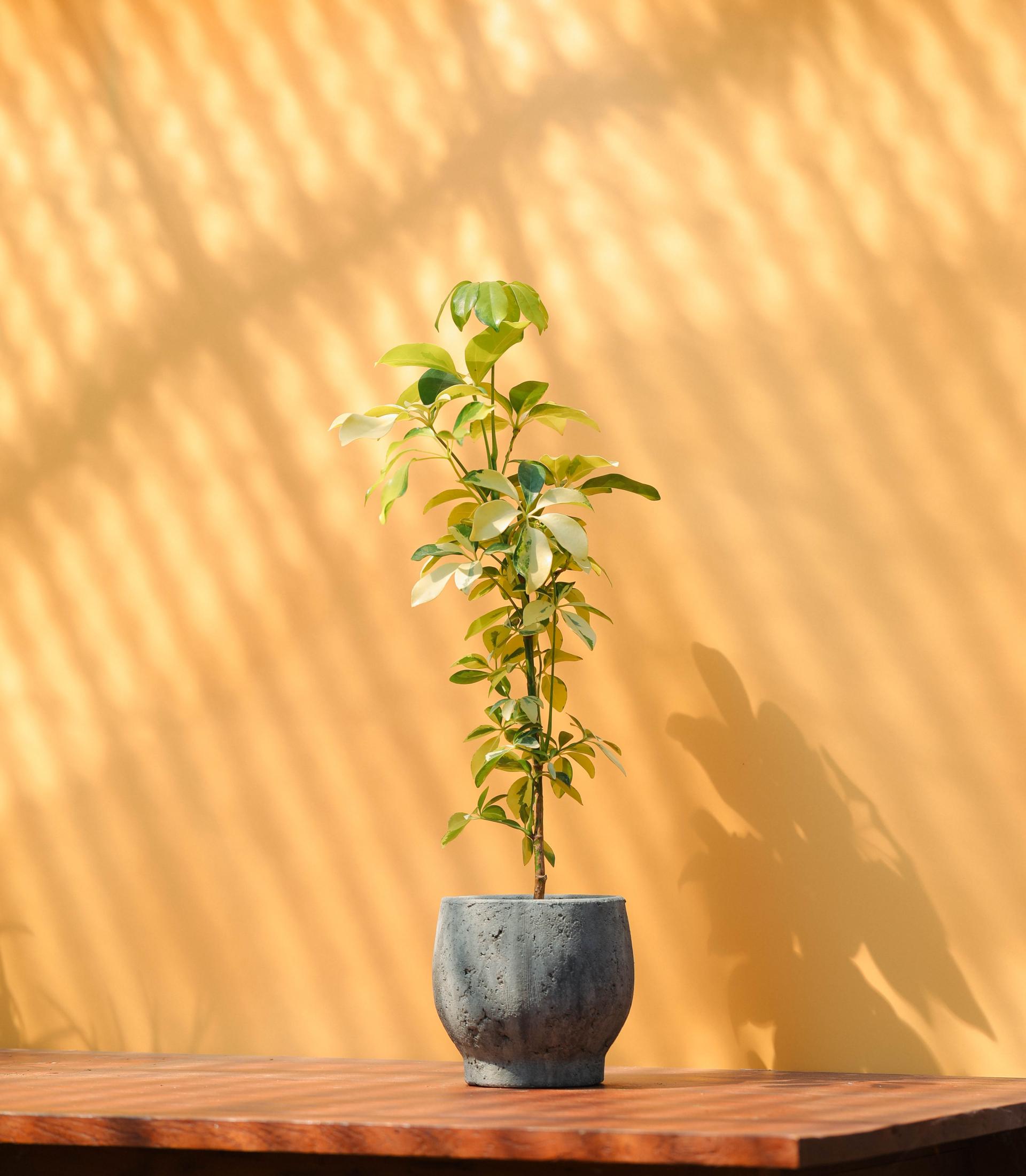 Schefflera arboricola dazzle + Serax rough pot 쉐프렐라 다즐 + 세락스 러프팟