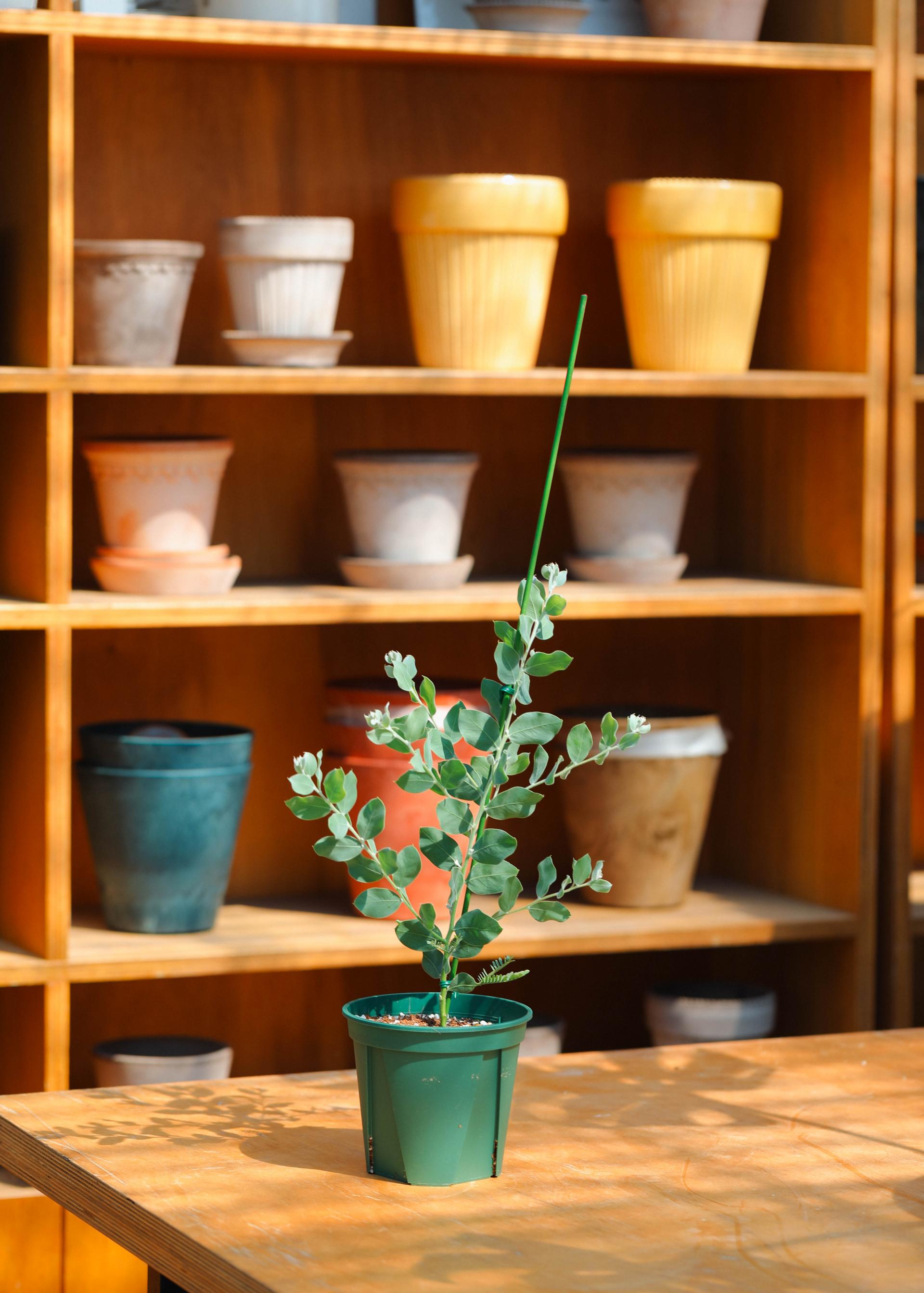 Acacia podalyriifolia 아카시아 포달리리폴리아 준중품