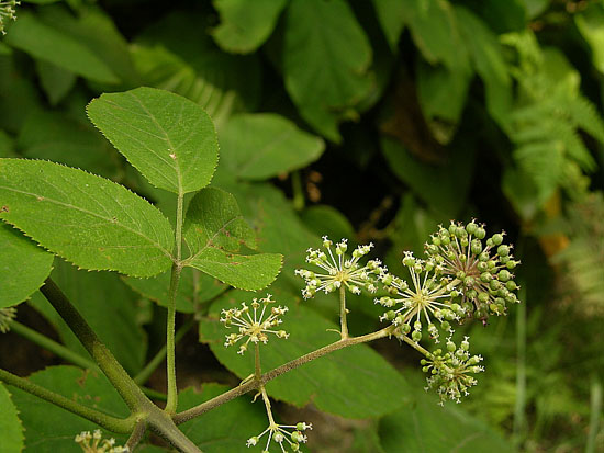 b08515fef9a1b.png
