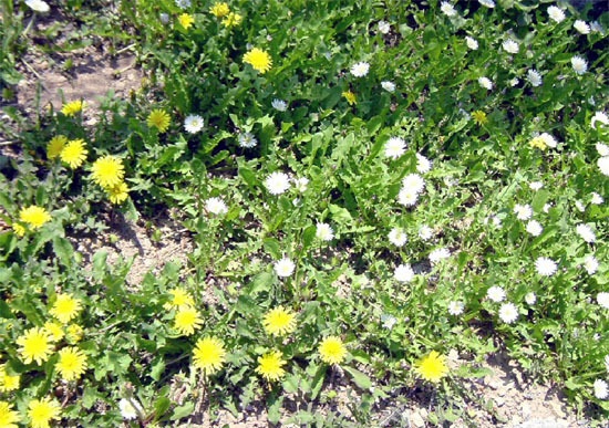 e7d5aee386445.jpg