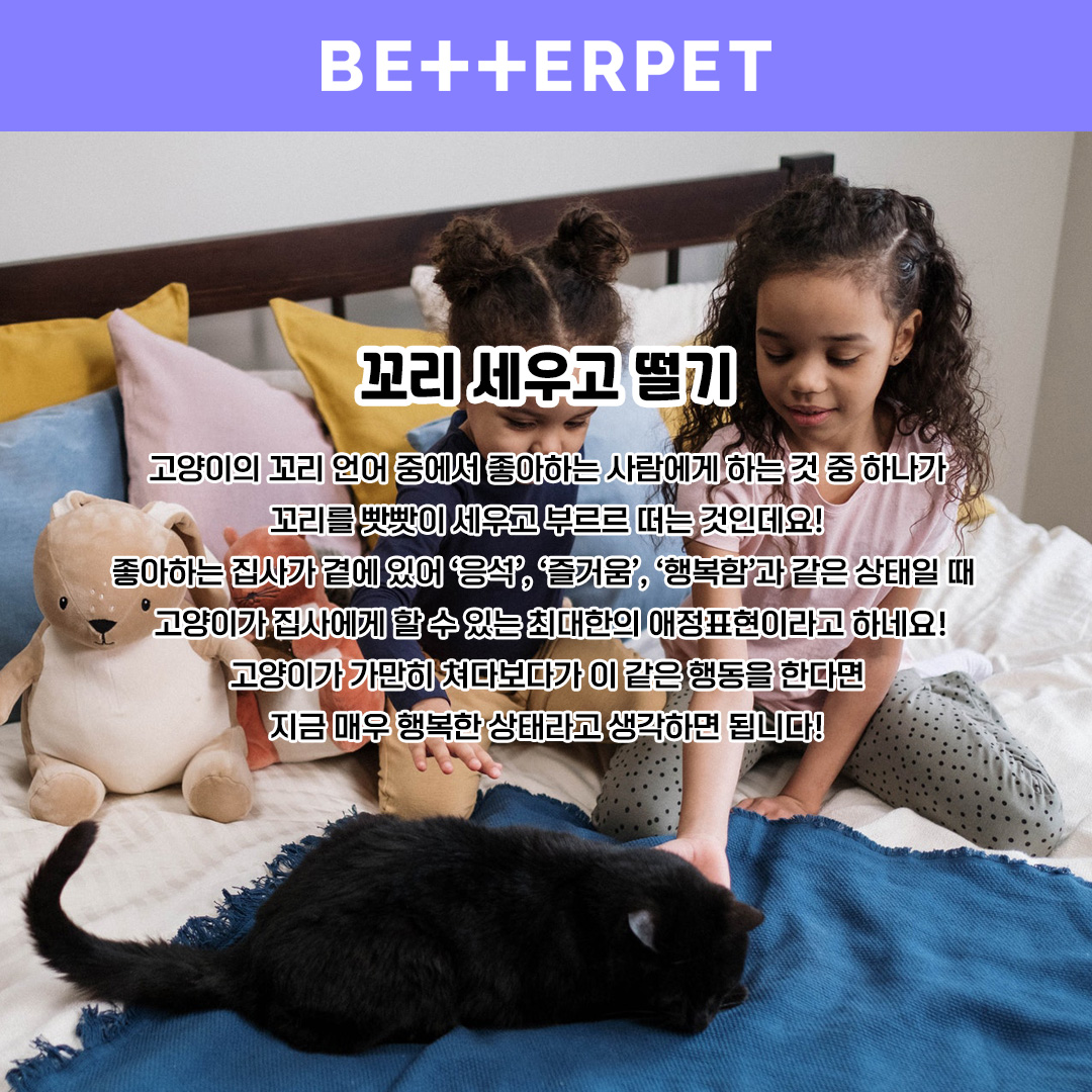 고양이] 고양이가 좋아하는 사람에게만 하는 행동 7가지 : 베러펫