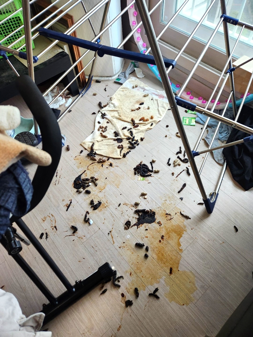 수원 쓰레기집 청소 전후 실제 작업 사진