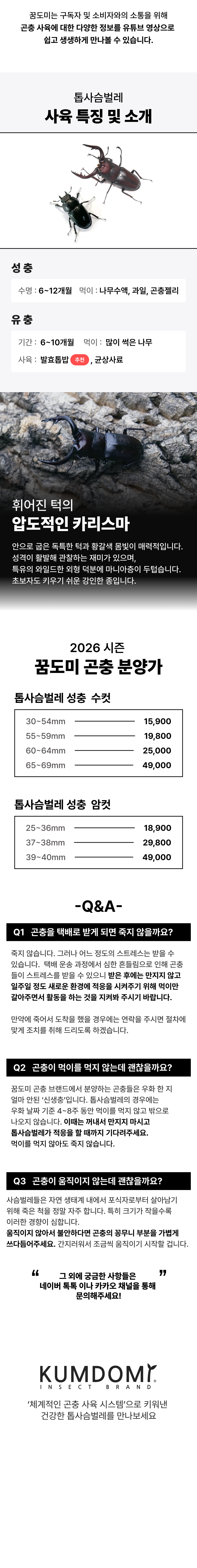 톱사슴벌레 성충 한쌍