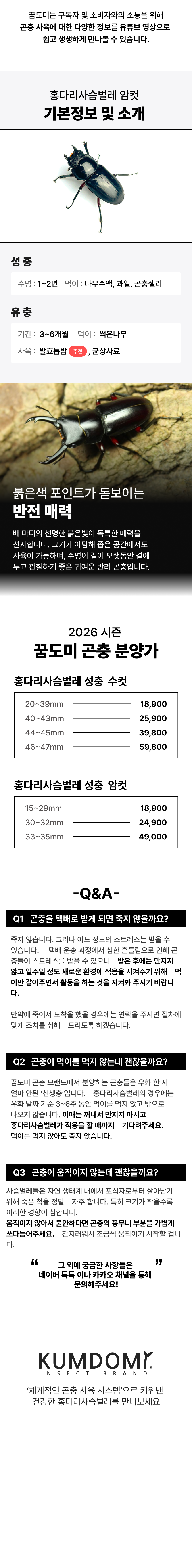 홍다리사슴벌레 암컷 대형 (크기 선택)
