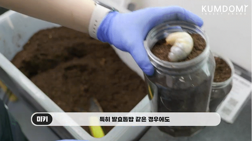 홍다리사슴벌레 성충 한쌍