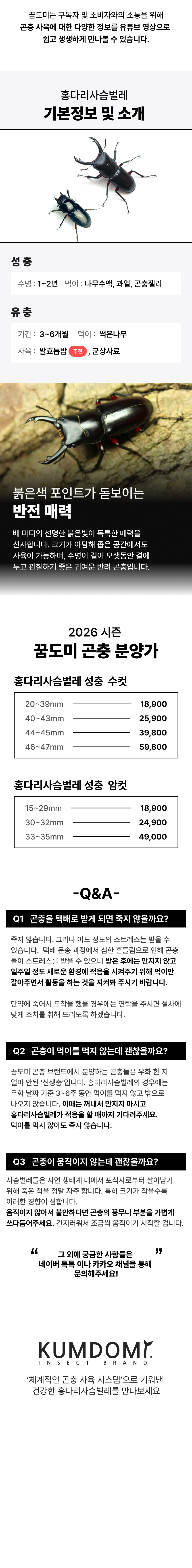 홍다리사슴벌레 성충 한쌍