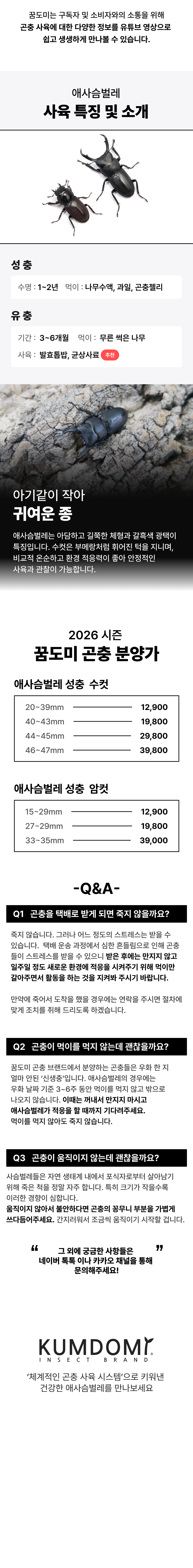 애사슴벌레 성충 한쌍