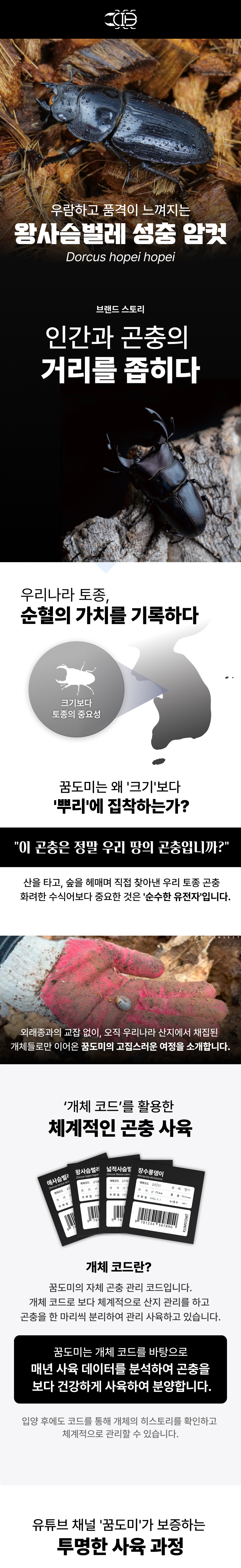 왕사슴벌레 암컷 (크기 선택)