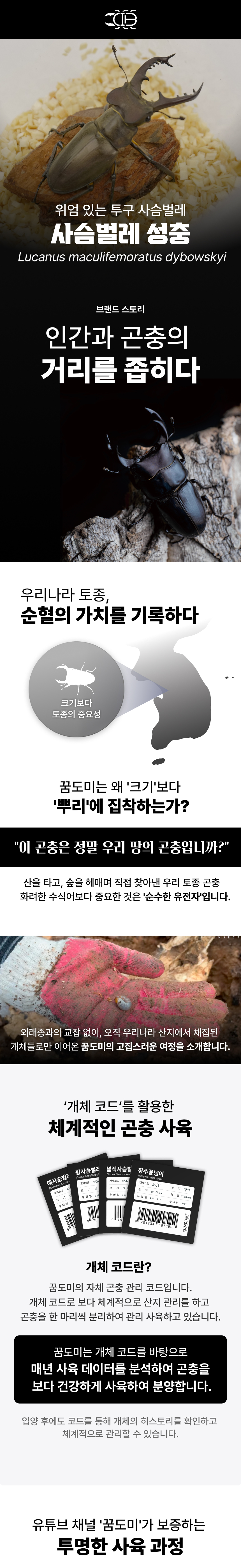 걍사슴벌레 참사슴벌레 성충 한쌍