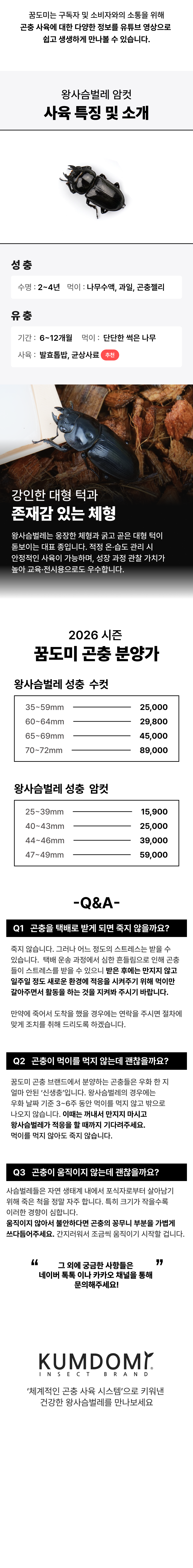 왕사슴벌레 암컷 (크기 선택)