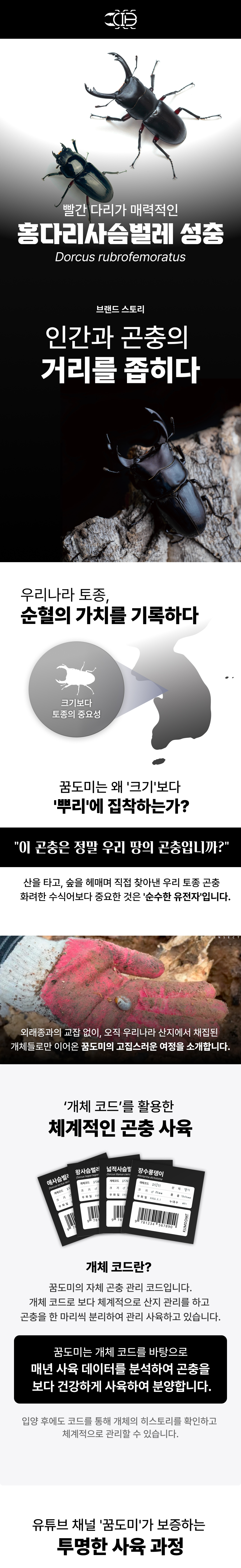 홍다리사슴벌레 성충 한쌍