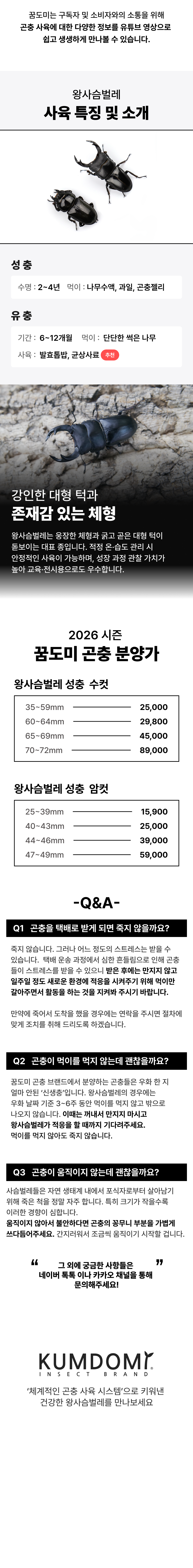 토종 순혈 왕사슴벌레 성충 한쌍