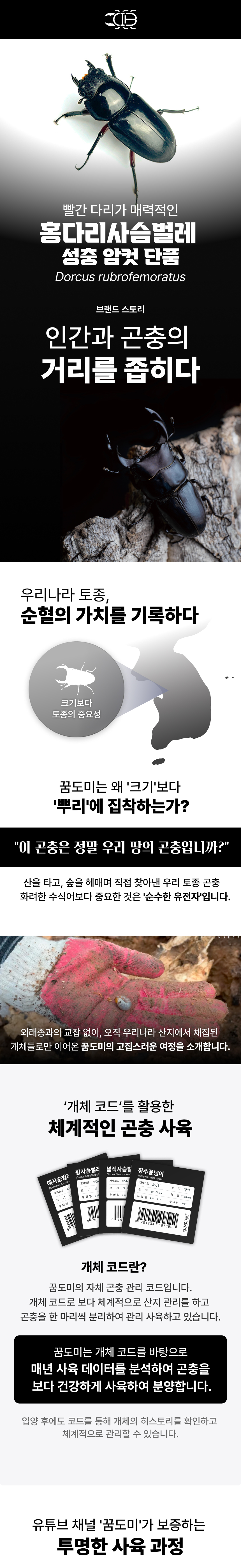 홍다리사슴벌레 암컷 대형 (크기 선택)