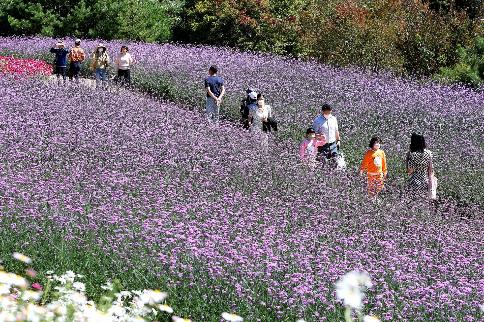 2022년 9월 30일 드디어 가을꽃축제장 개장 : 인제가을꽃축제