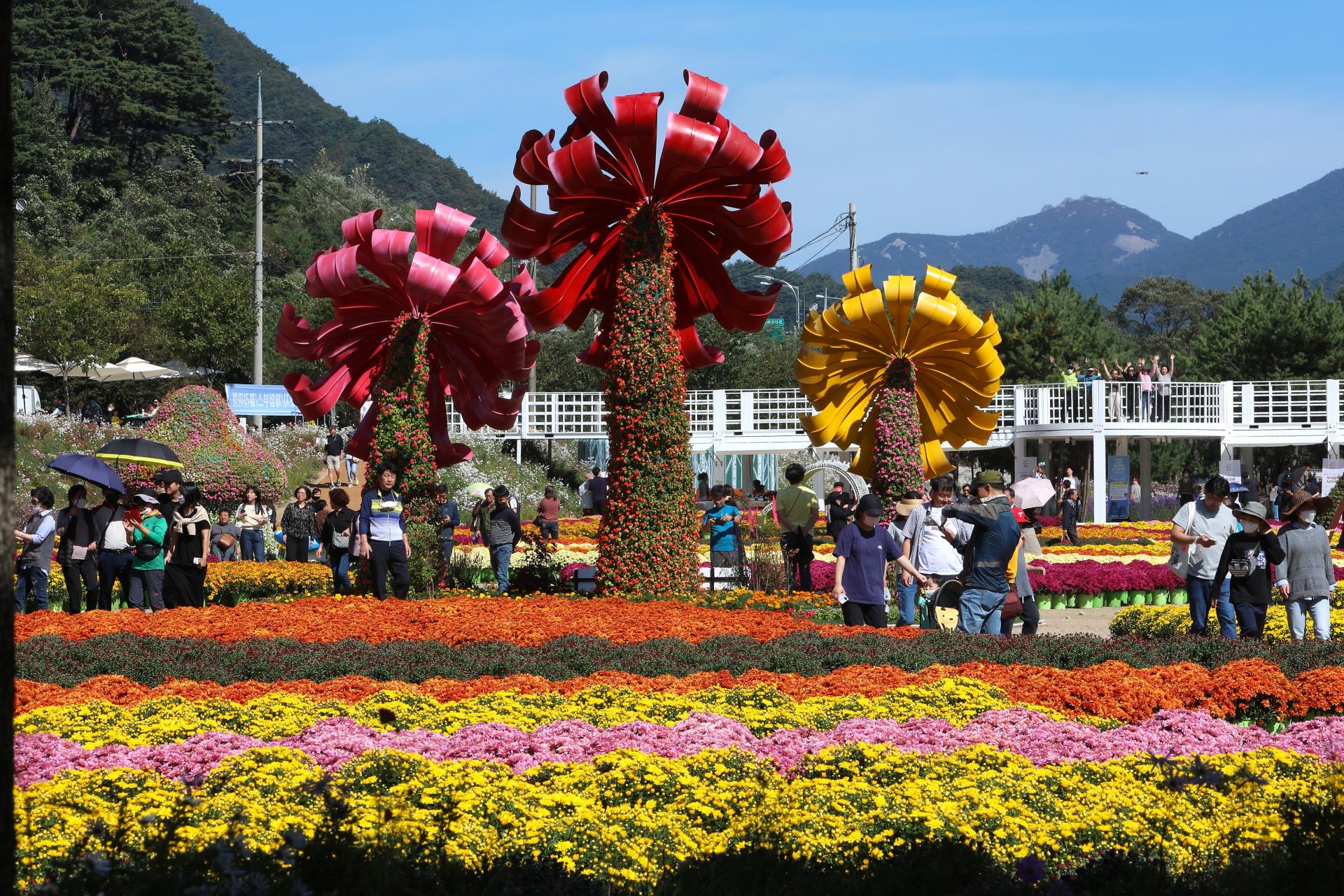2022년 9월 30일 드디어 가을꽃축제장 개장 : 인제가을꽃축제