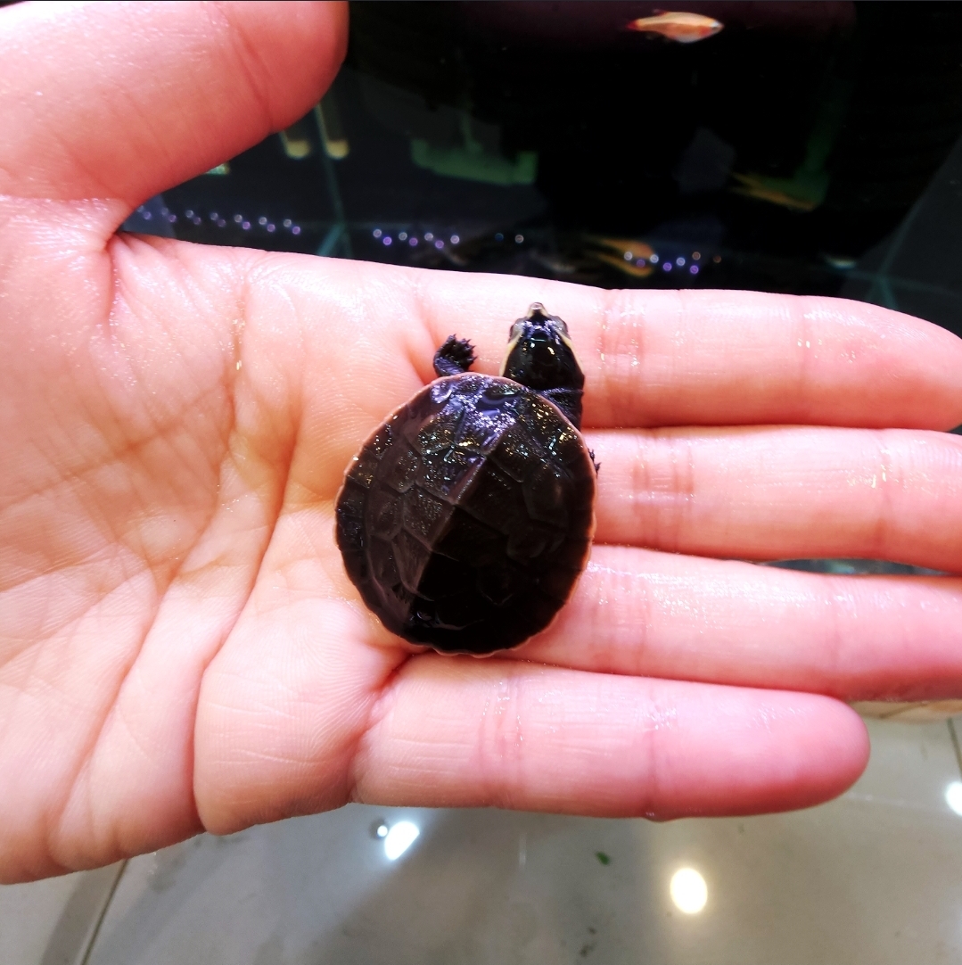 핑크벨리 사이드넥 - 헤츨링 ( 3 cm )