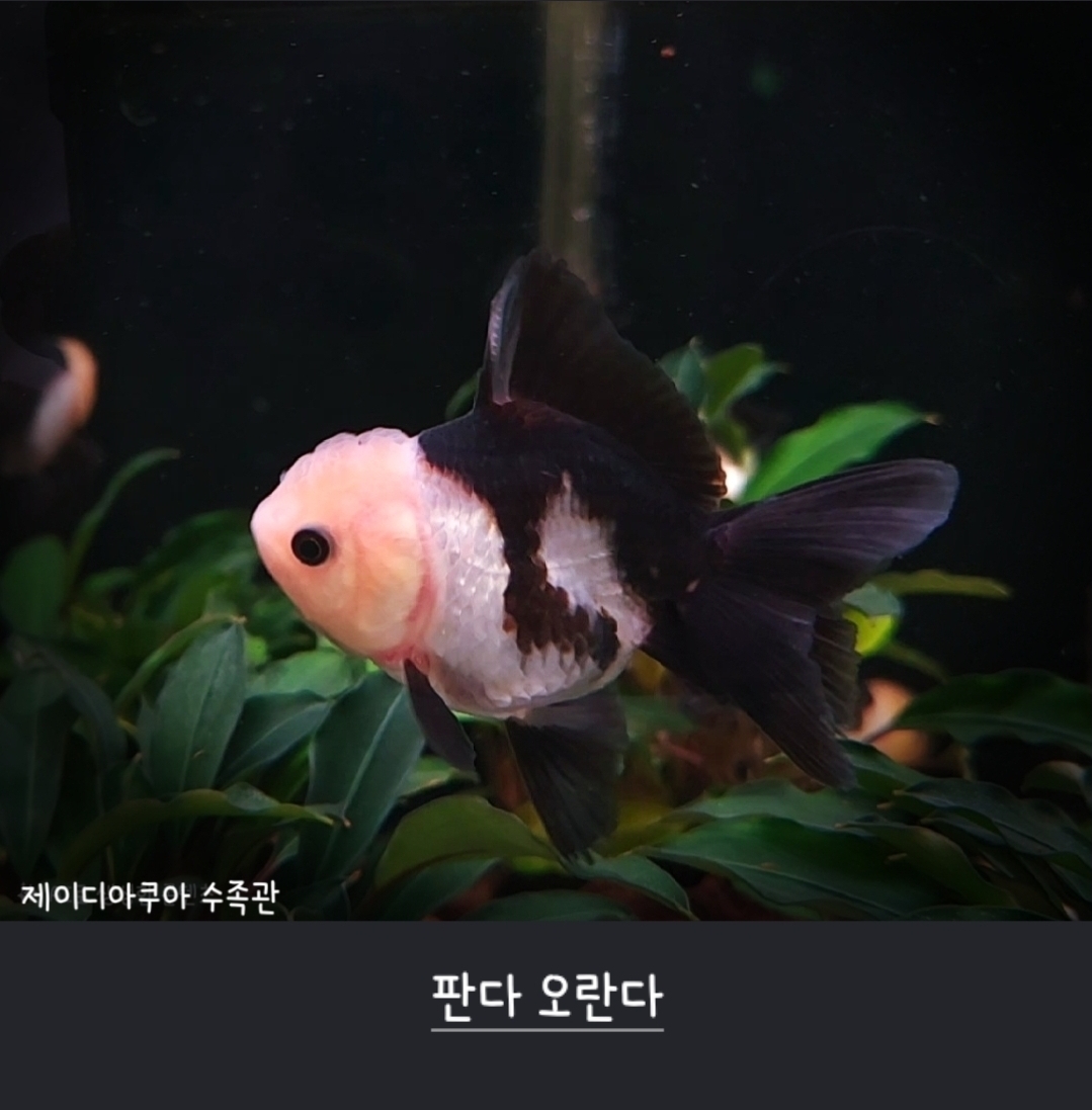 판다 오란다 - 6 cm