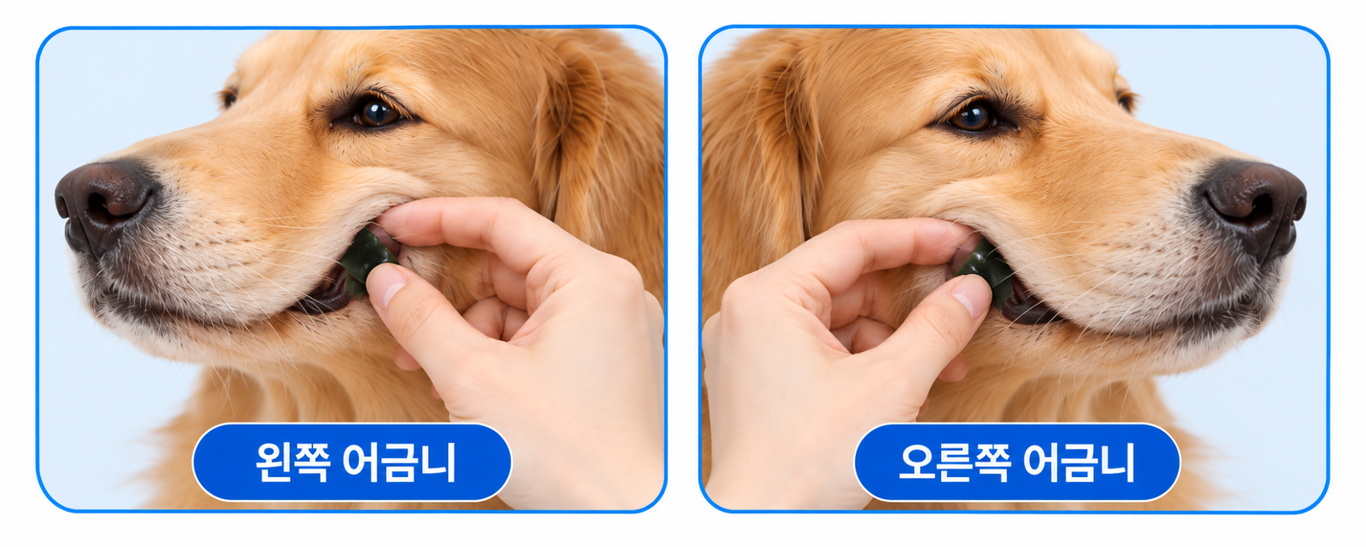 실물 필름 형태를 반영한 왼쪽 및 오른쪽 어금니 부착