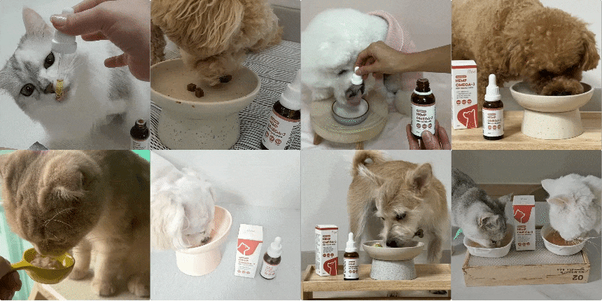펫햄프 식물성 오메가3·6·9 햄프 오일 30ml - 강아지 고양이 염증 피모 피부 개선 털 모질 심장 면역 비건 영양제