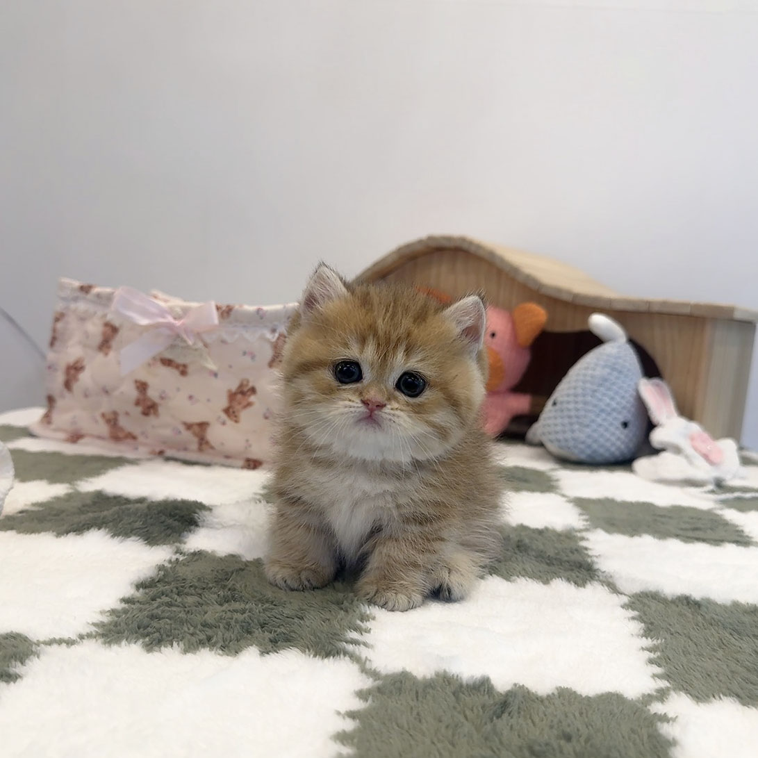 먼치킨 호라