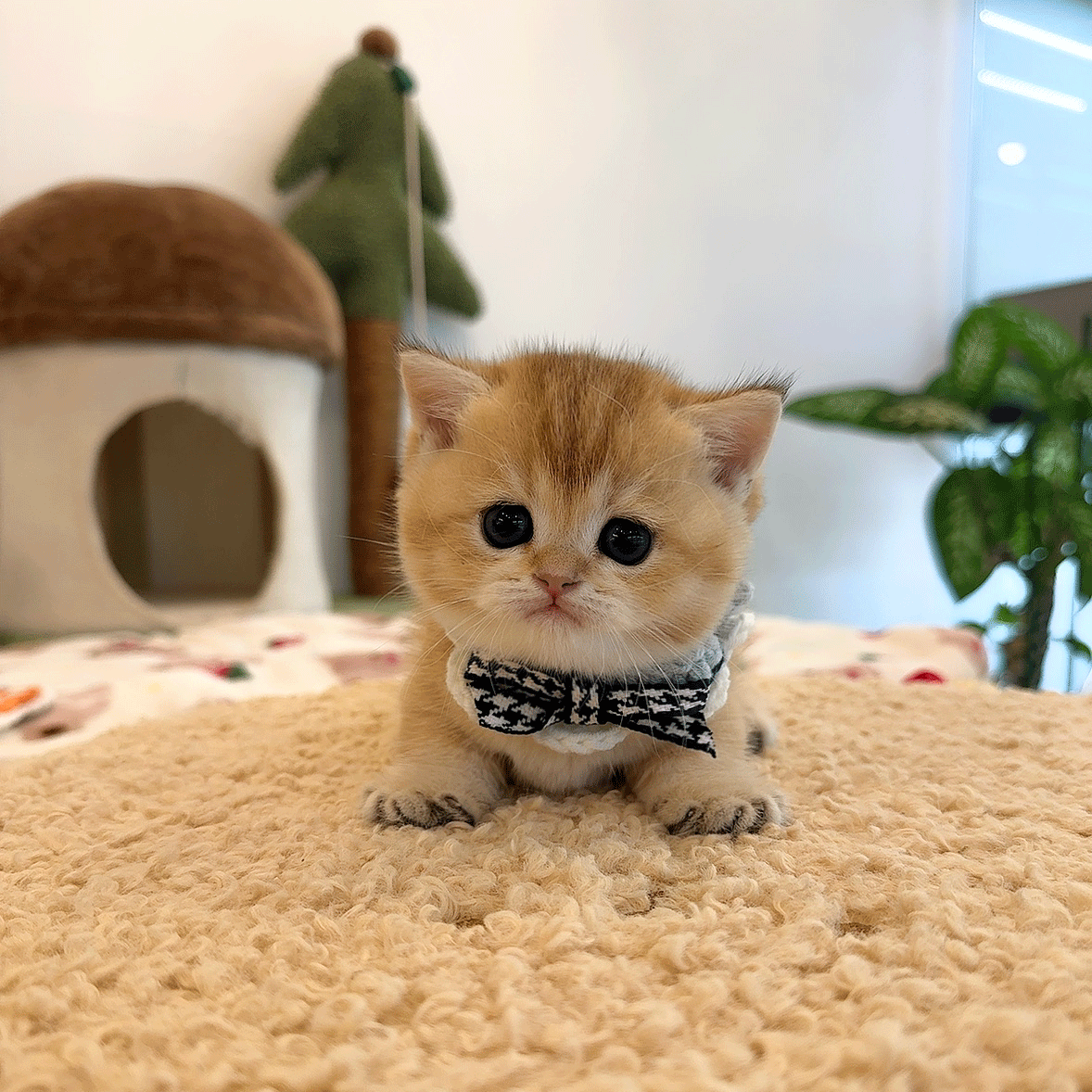 먼치킨 요딘