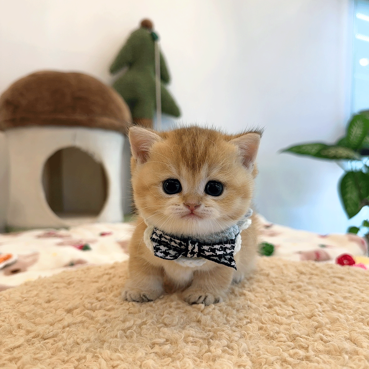 먼치킨 요딘