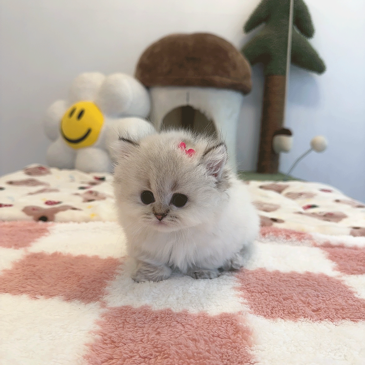 먼치킨 카츄