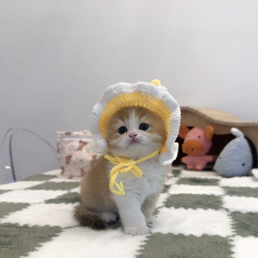 브리티쉬숏헤어 만두