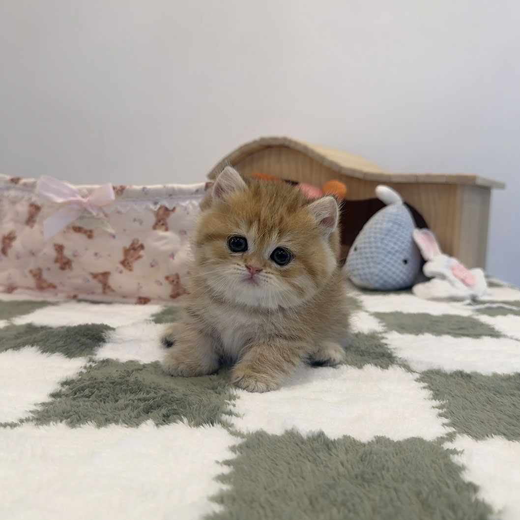 먼치킨 호라