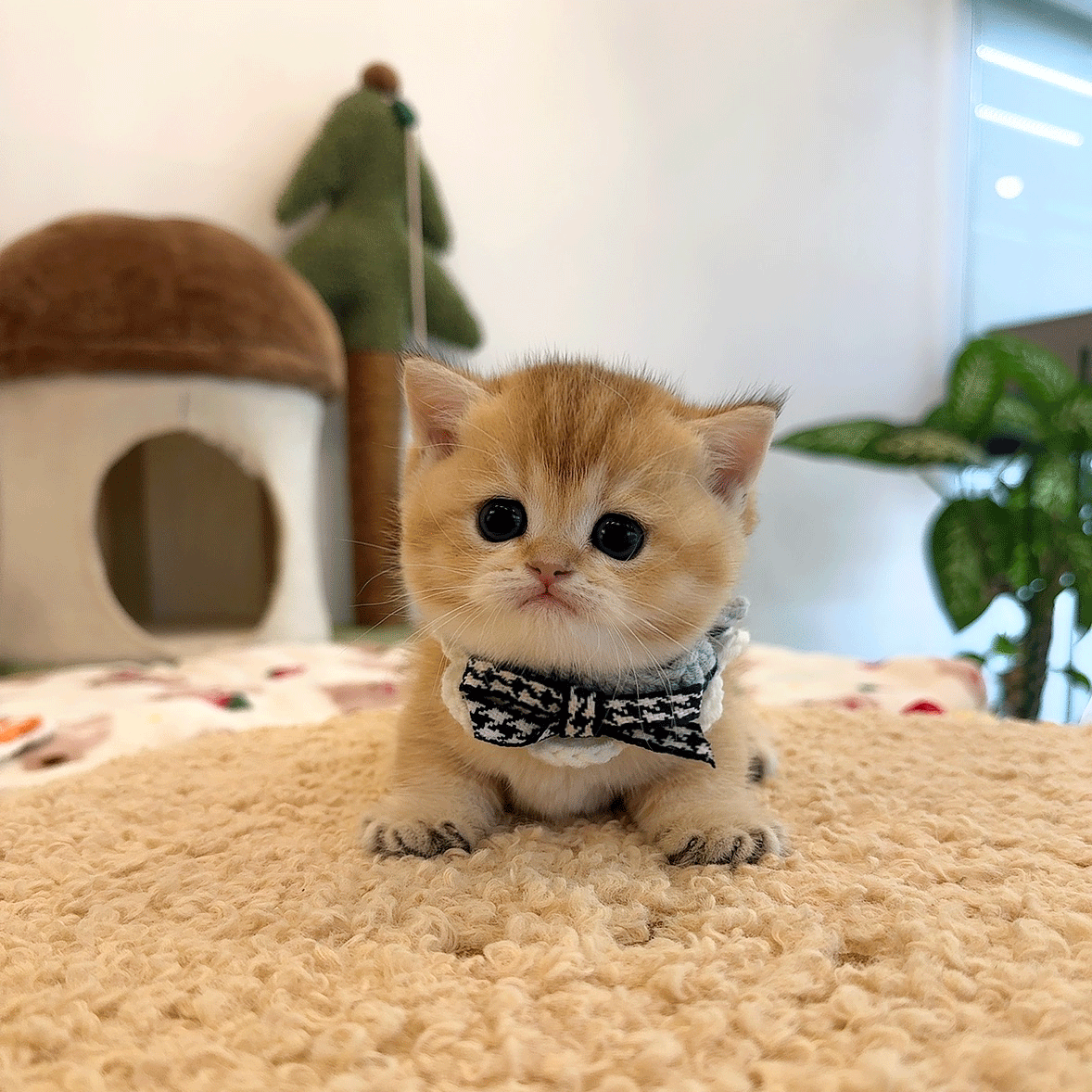 먼치킨 요딘