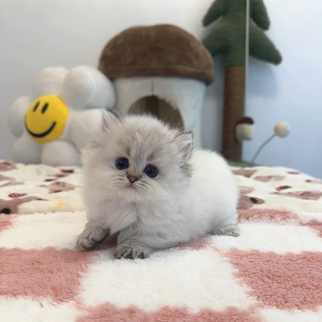 먼치킨 카츄