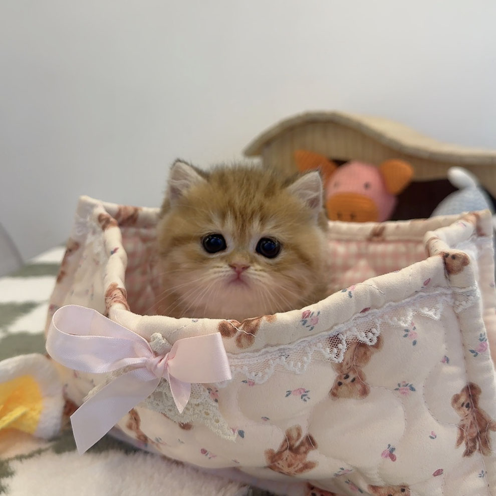 먼치킨 호라