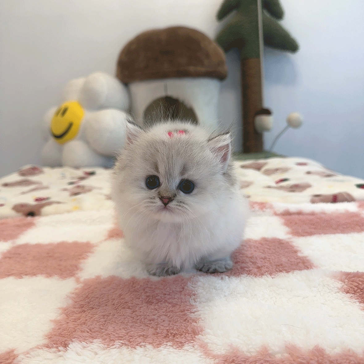 먼치킨 카츄