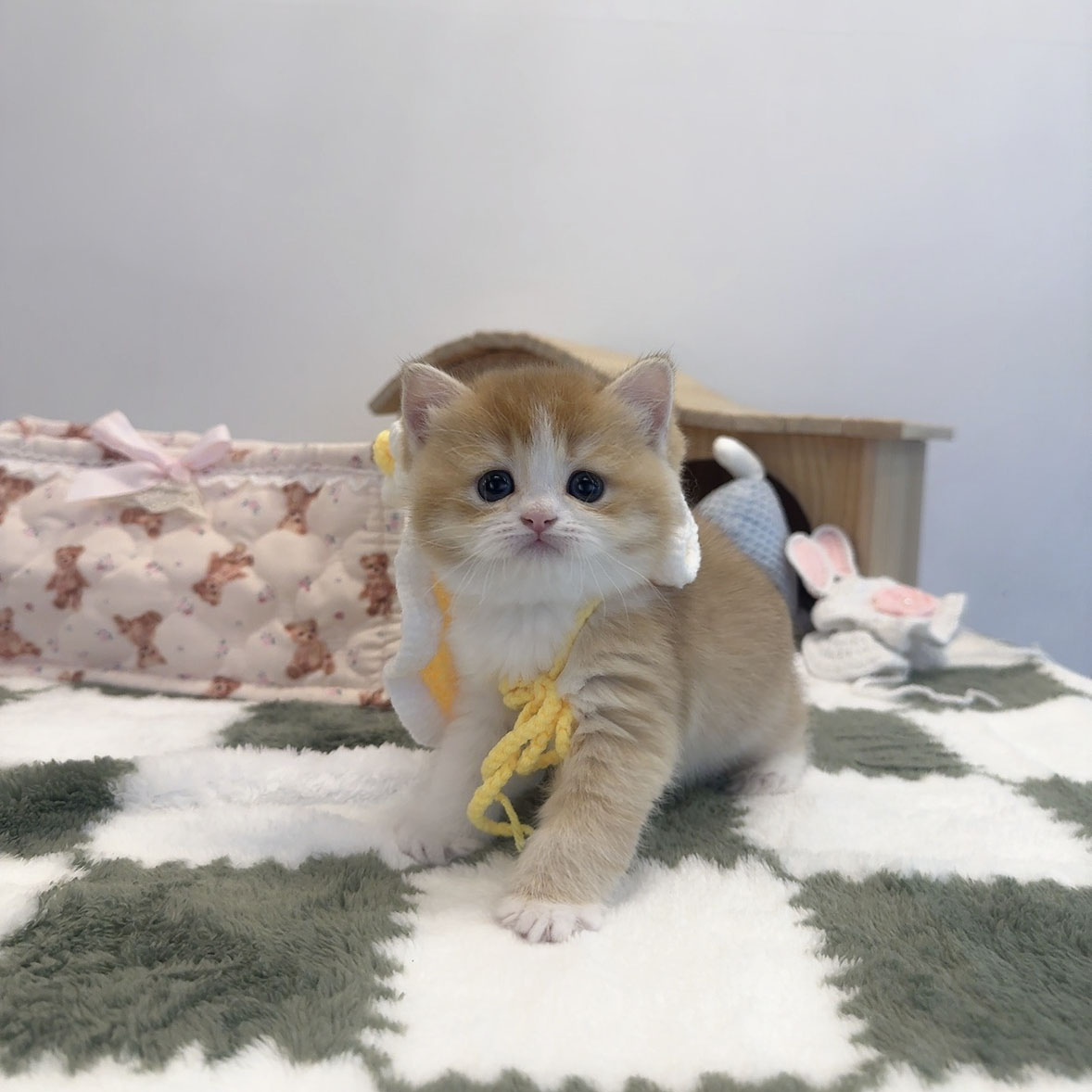 브리티쉬숏헤어 만두