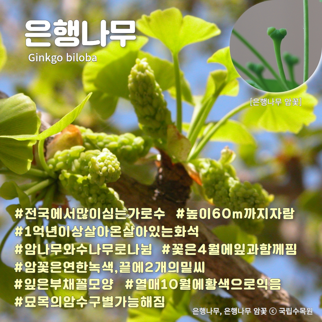 나도나무아는척_#백합나무 #은행나무 #양버즘나무 #칠엽수 : 오늘은 숲을 위한 행동 나도나무아는척_#백합나무 #은행나무 #양버즘나무 #칠엽수 : 오늘은 숲을 위한 행동