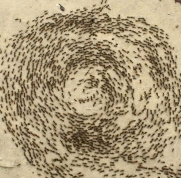 3e5a867a75706.png