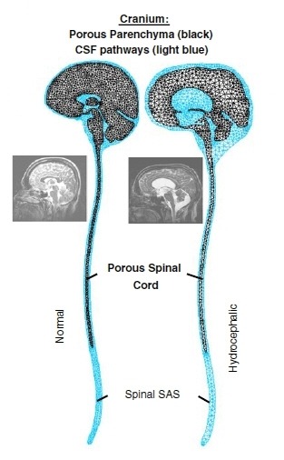 brain_fig2c.pdf150.jpg