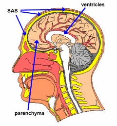 brain_fig1.gif