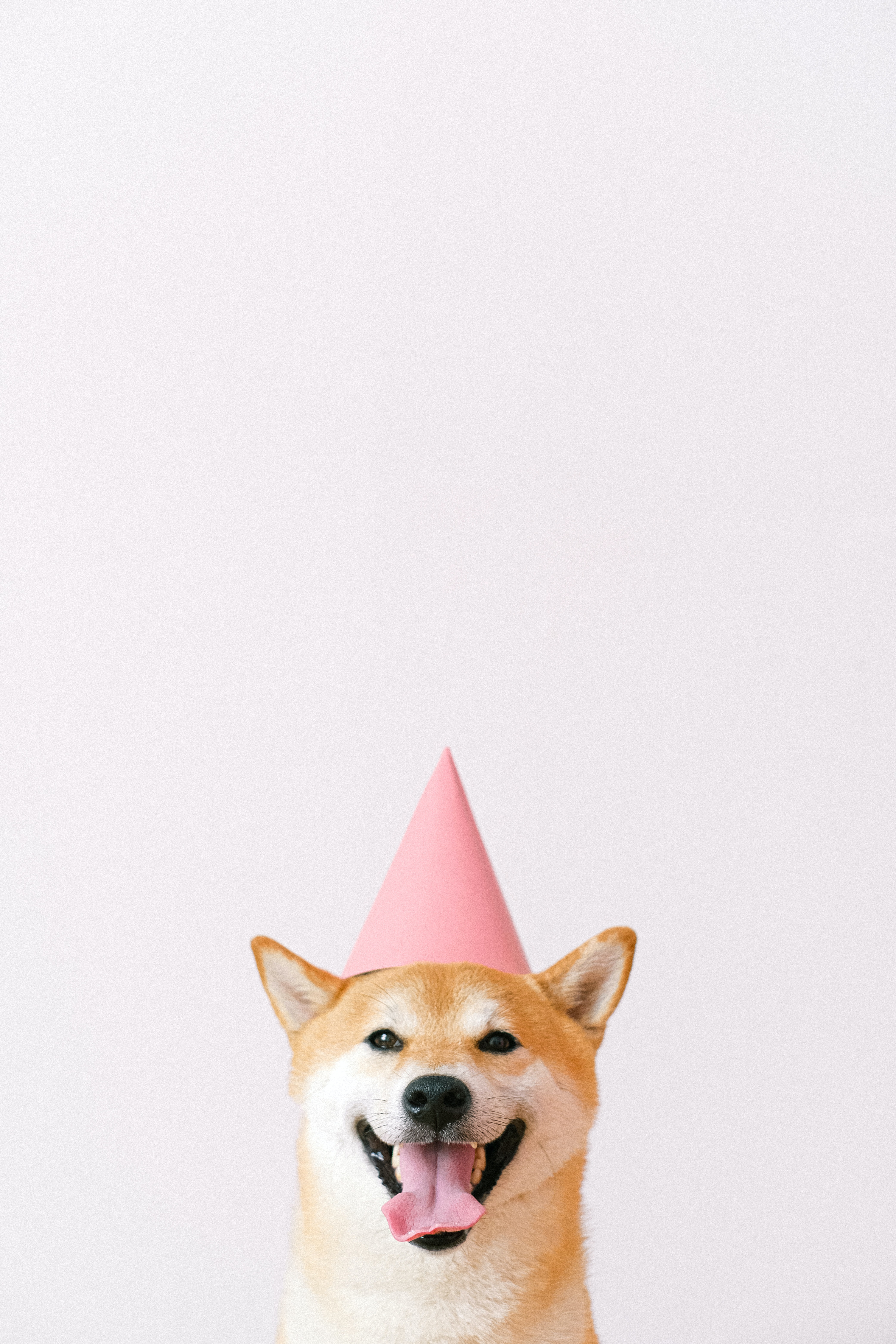 nashkie_dog_celebration