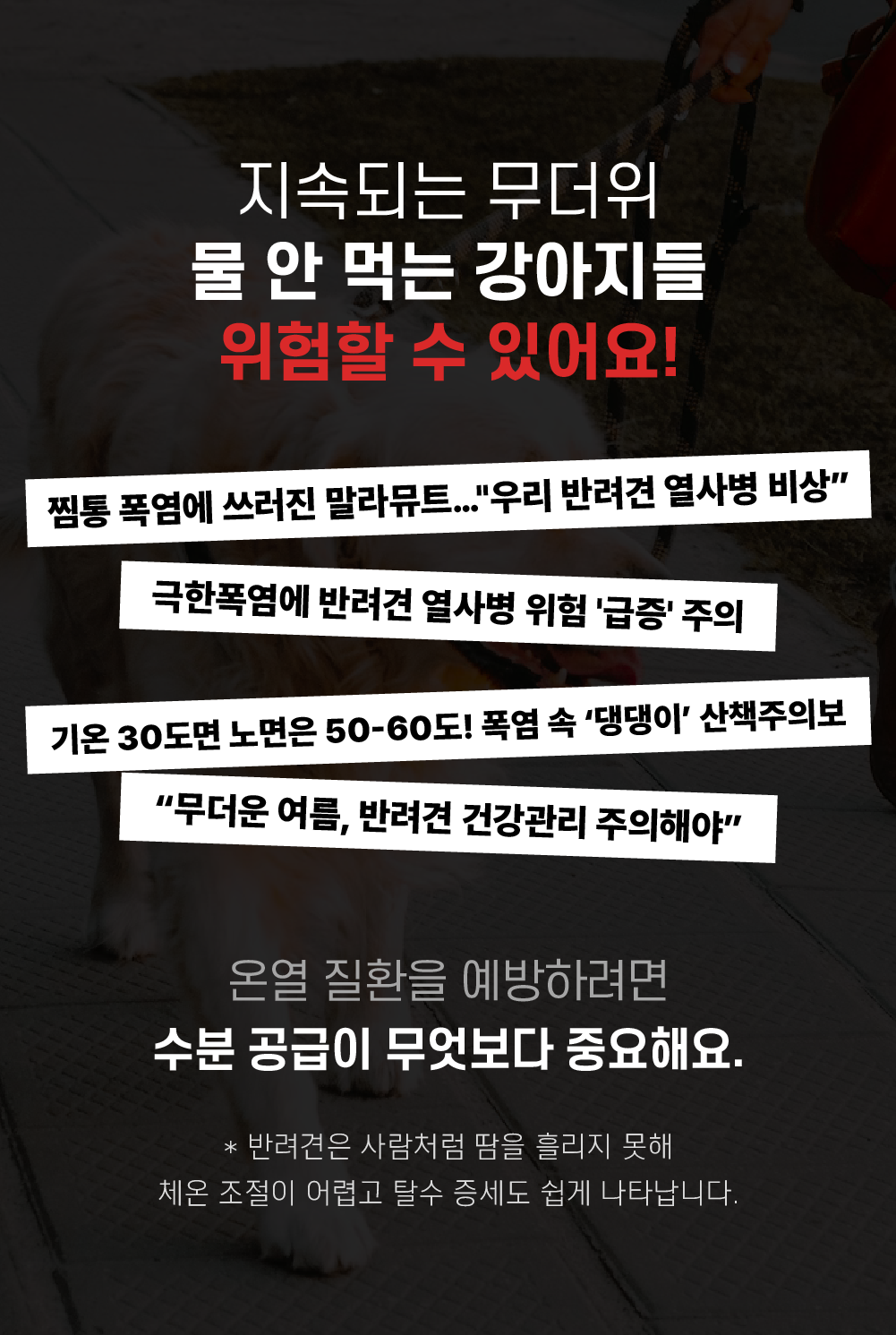 포스티 크런치 가리비