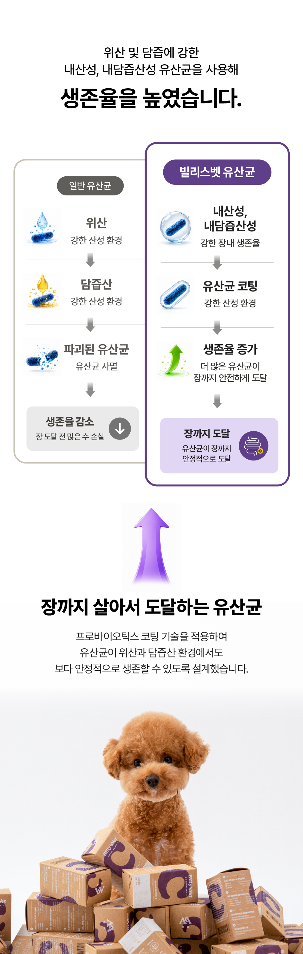 [뇌건강&장건강] 프로바이오틱스 C