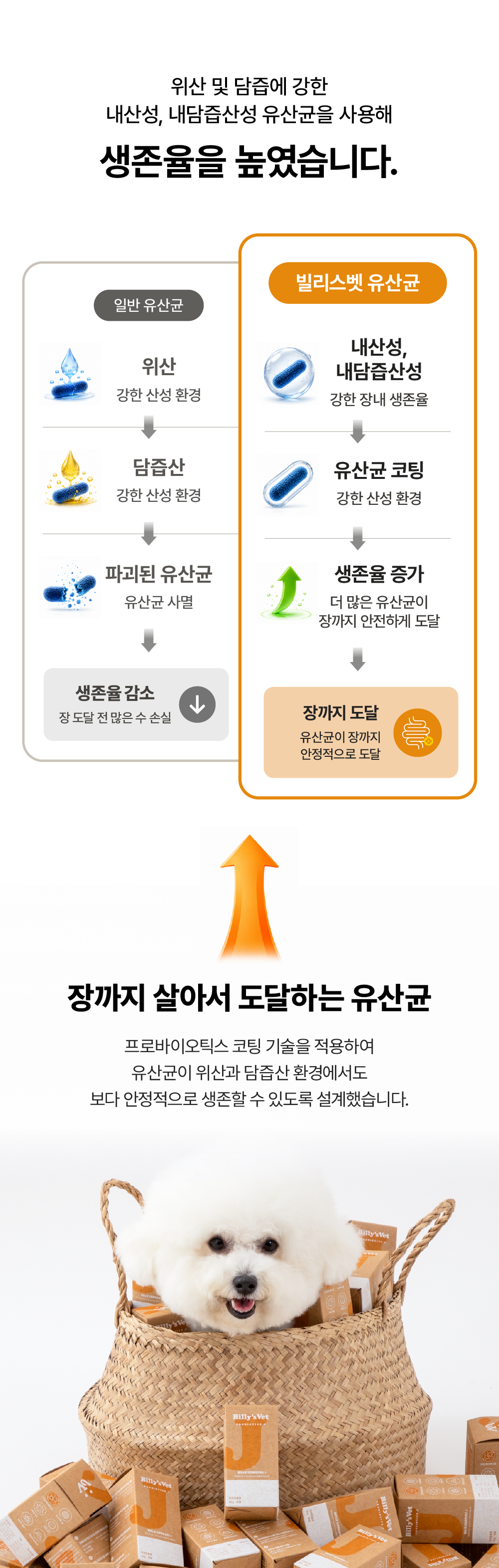 [근육,뼈건강&장건강] 프로바이오틱스 J