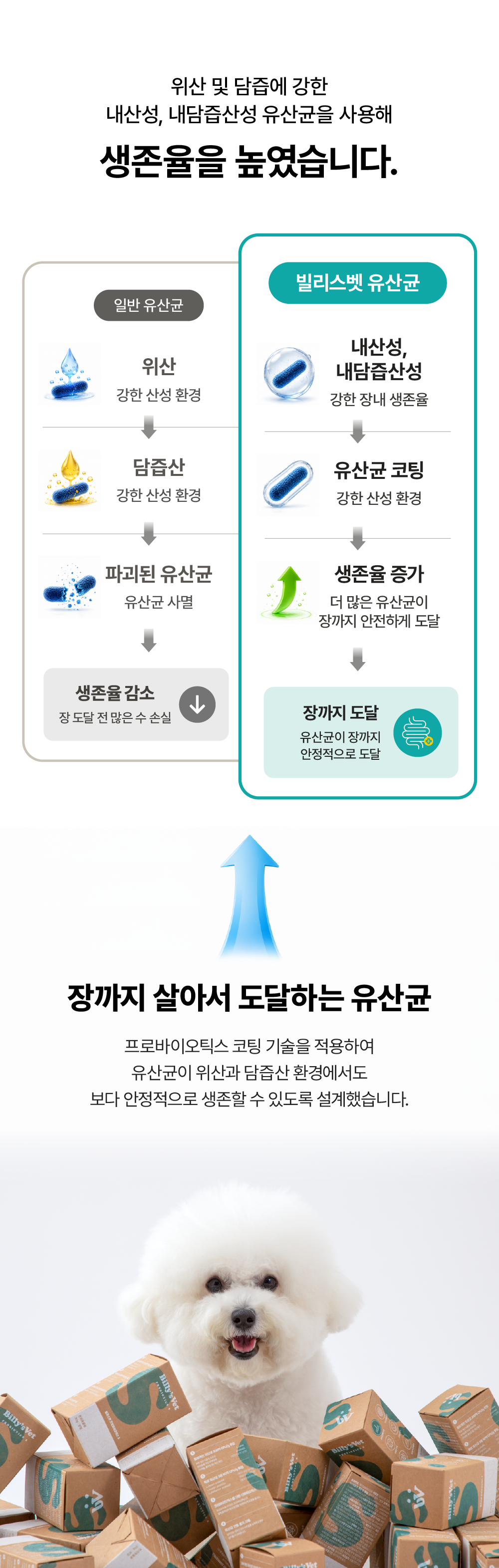 [피부개선&장건강] 프로바이오틱스 S