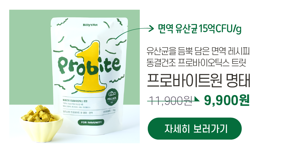 [라떼X빌리스벳] 프로바이츄덴탈 9차 공구✨