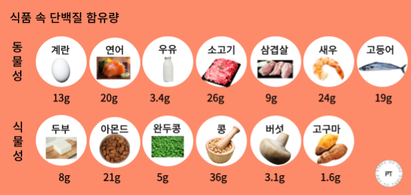 파이토테이블이 추천하는 단백질이 많은 음식 13가지