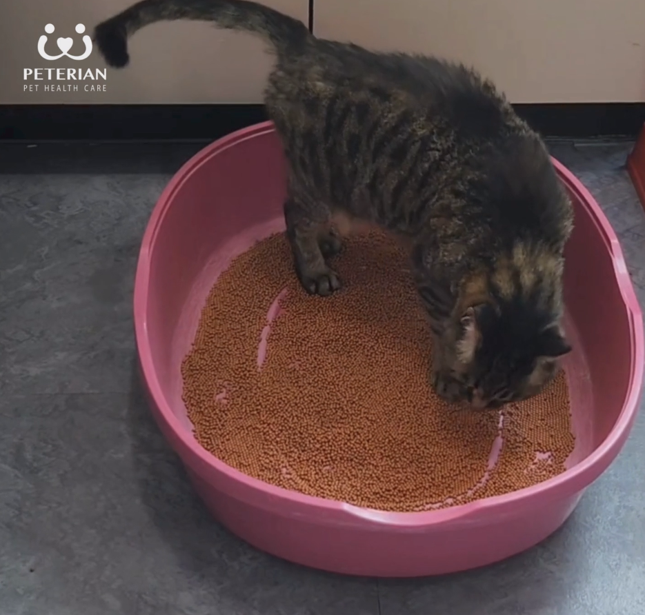 P-CATCH 페로몬 고양이 뇨채취 키트 0.4Kg