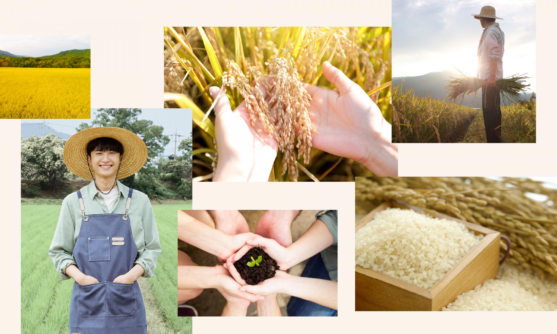 김포청년농부   여섯쌀 고시히카리  쌀 포장 패키지 브랜드 패키지 디자인
