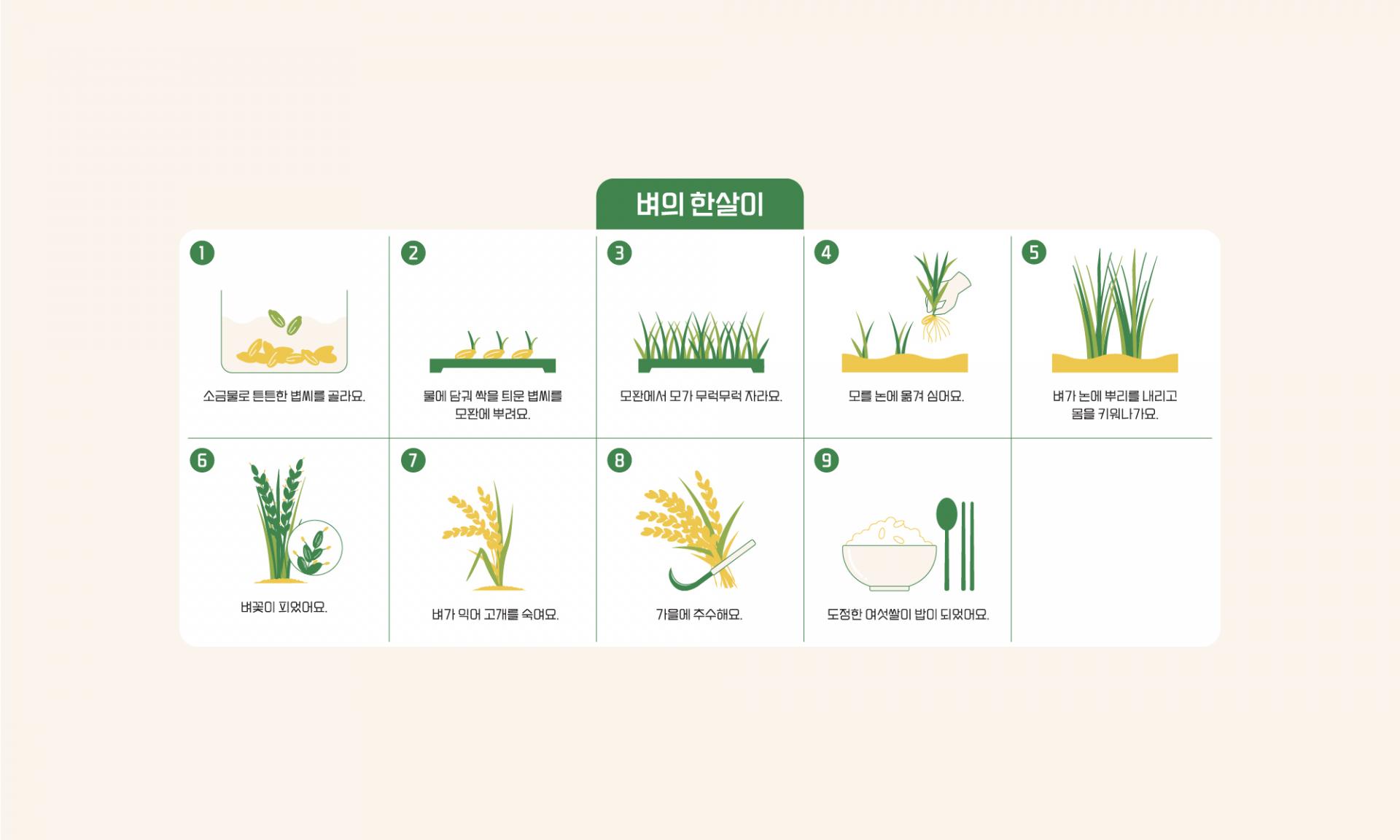 김포청년농부   여섯쌀 고시히카리  쌀 포장 패키지 브랜드 패키지 디자인