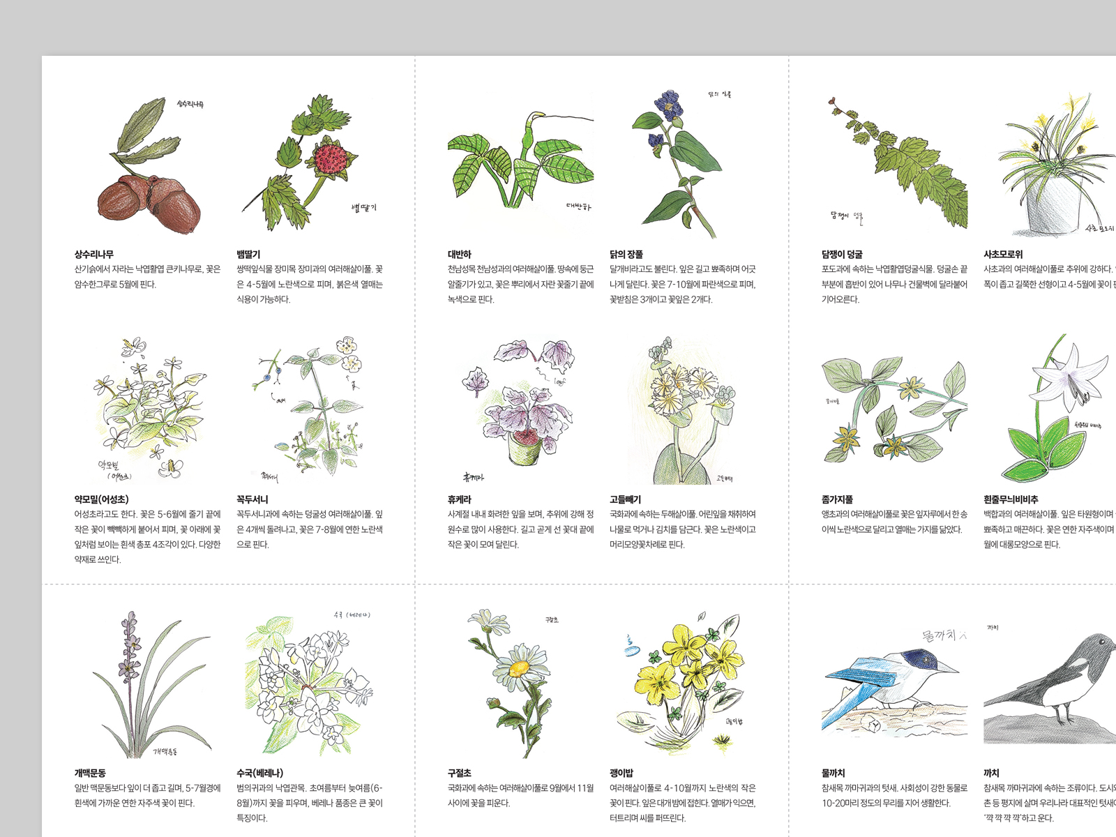 서상중학교 식물도감 송림지도 | 2025  식물도감 포스터 겸용 리플렛, L화일, 인쇄 및 제작