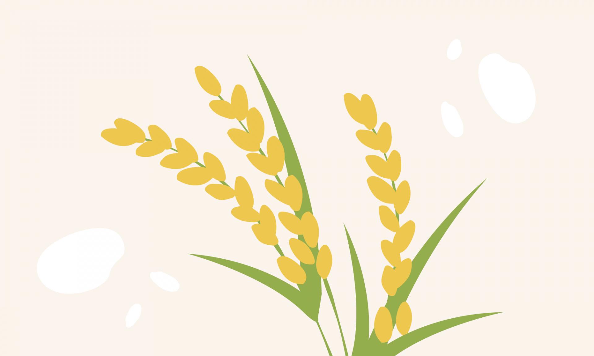 김포청년농부   여섯쌀 고시히카리  쌀 포장 패키지 브랜드 패키지 디자인